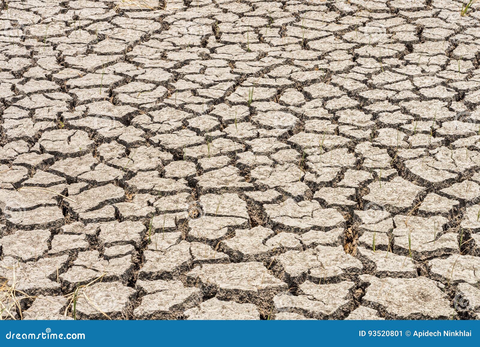 Contraction and Desiccation Cracks in Dry Earth Stock Image Image of