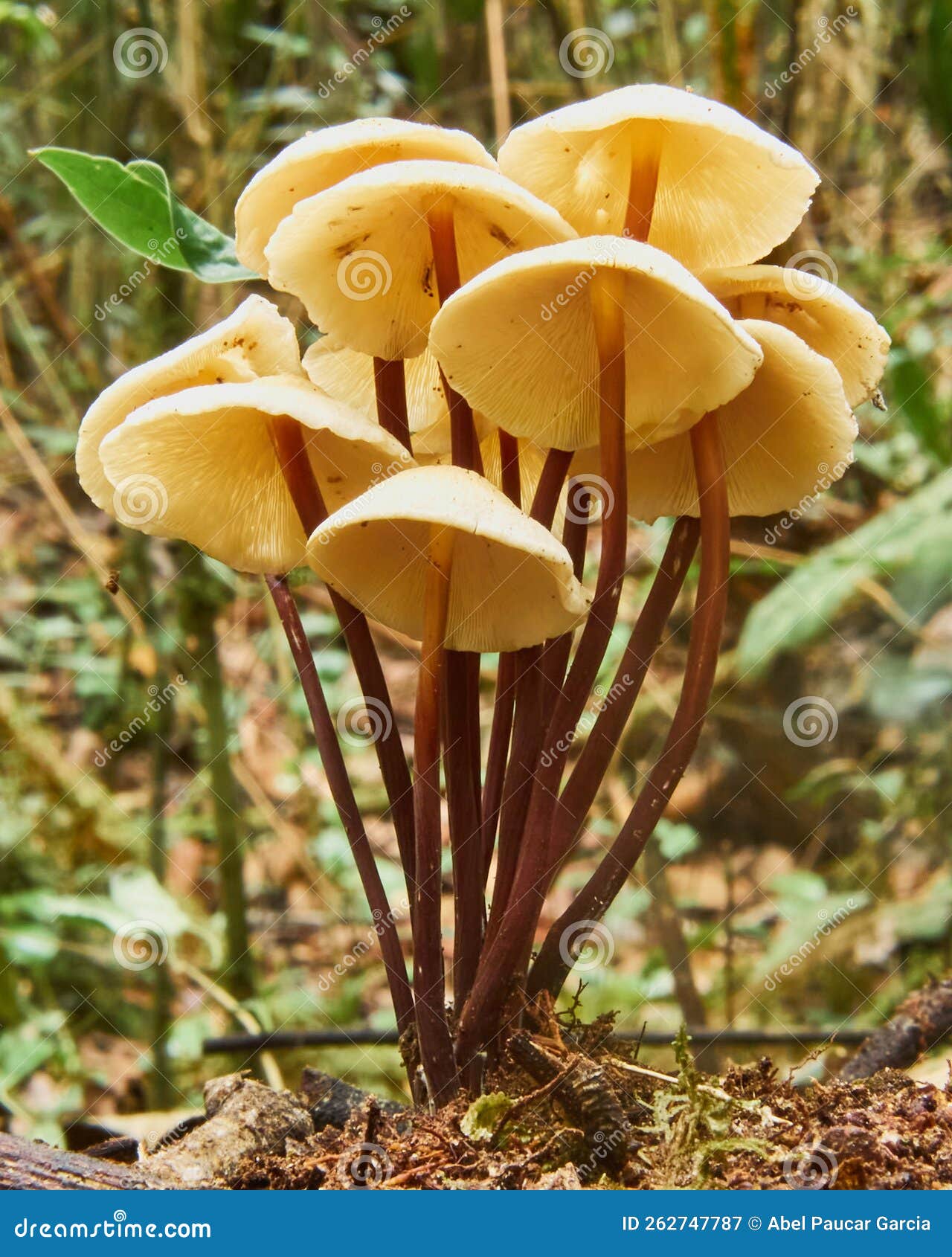 contrapicado amazonian mushrooms