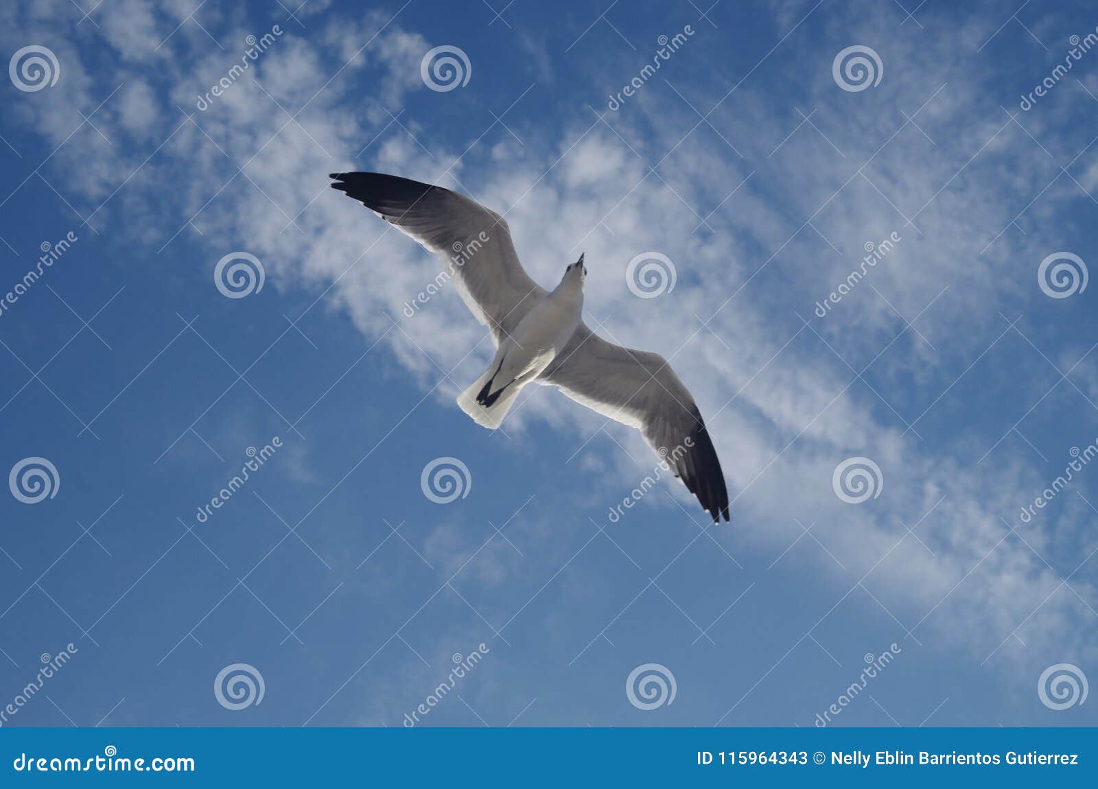 contrapicado: a seagull