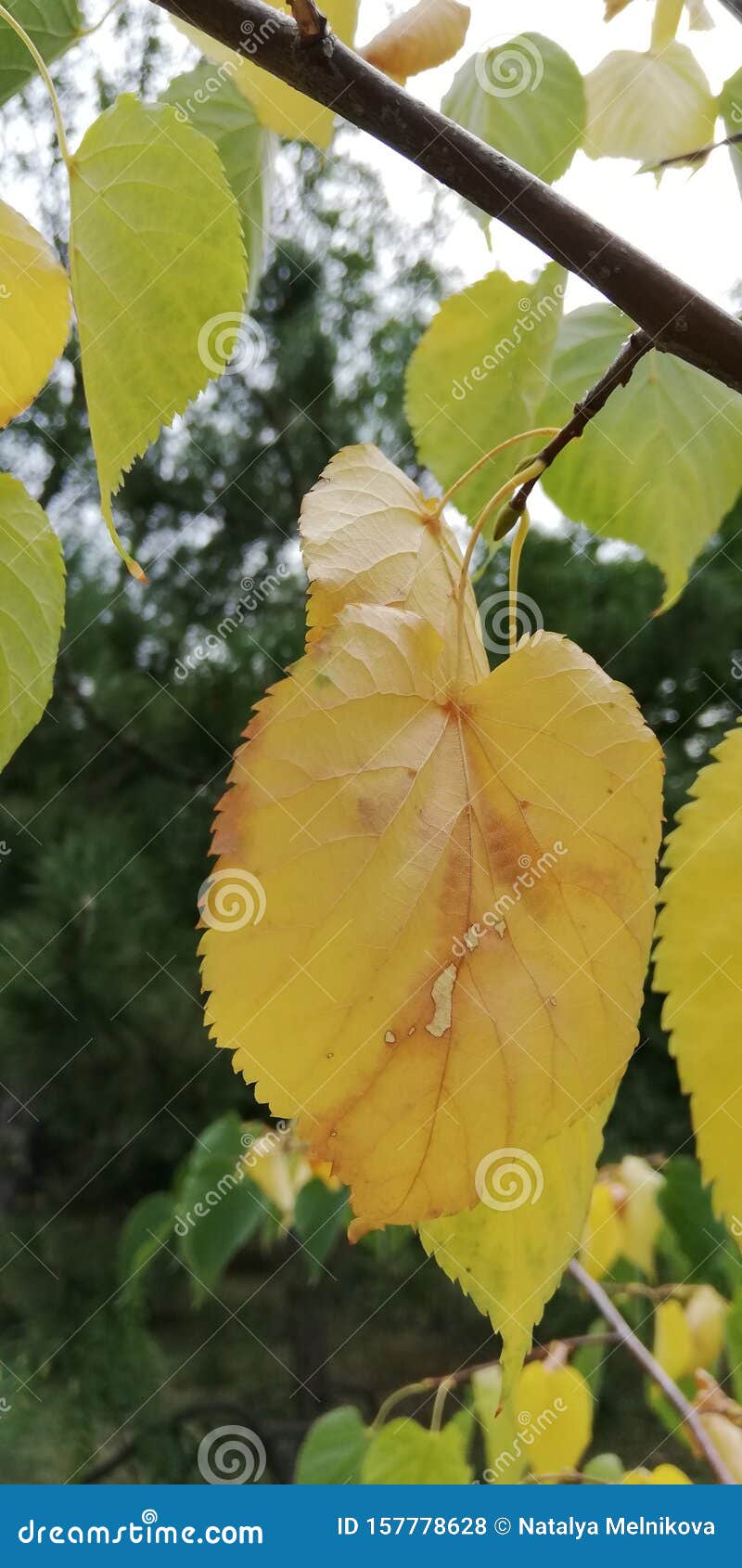 Autumn Leaves Macro Beautiful Bright Background Stock Photo Image