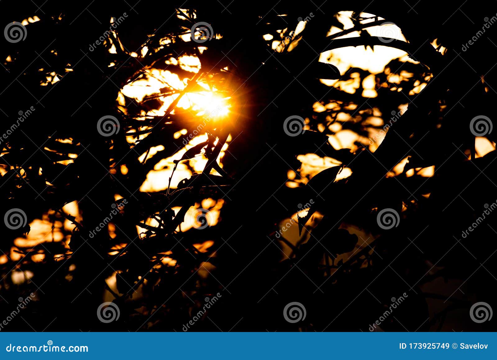 Sunset through the Branches of a Tree Stock Image - Image of beautiful
