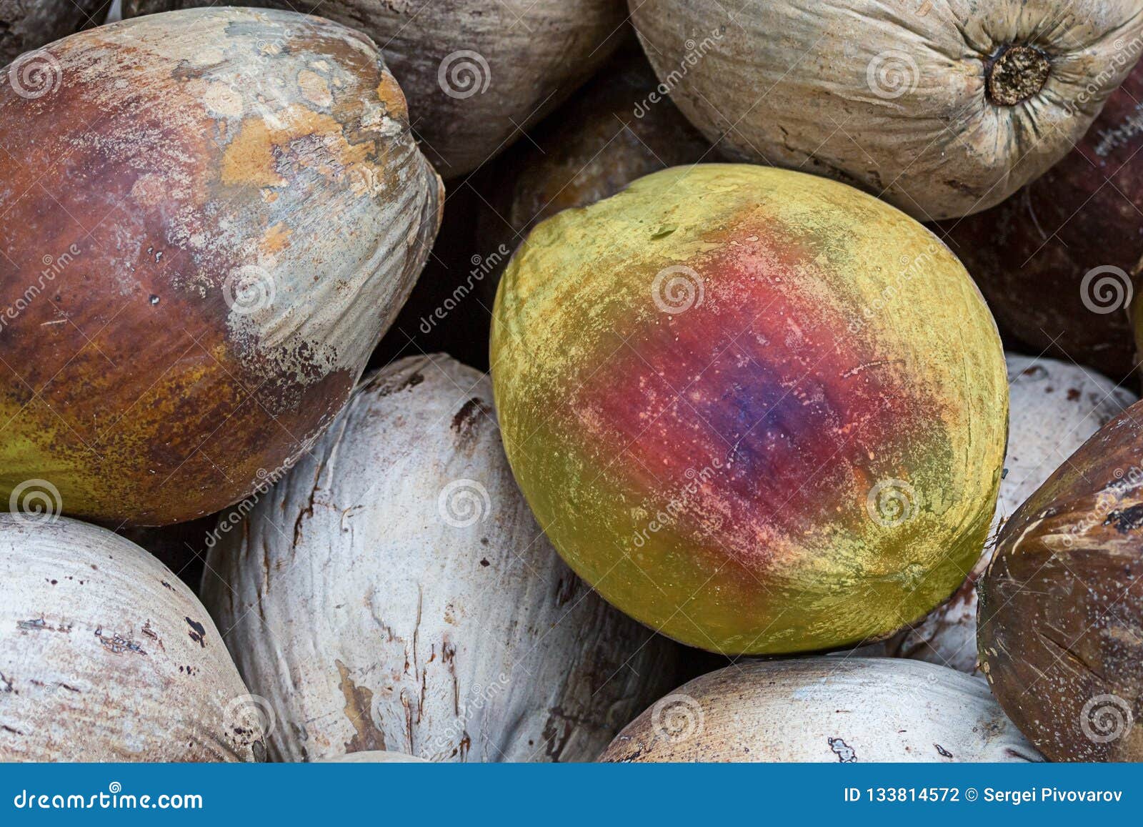 Contrasting Background Green Coconut Fruit on a Background of Brown