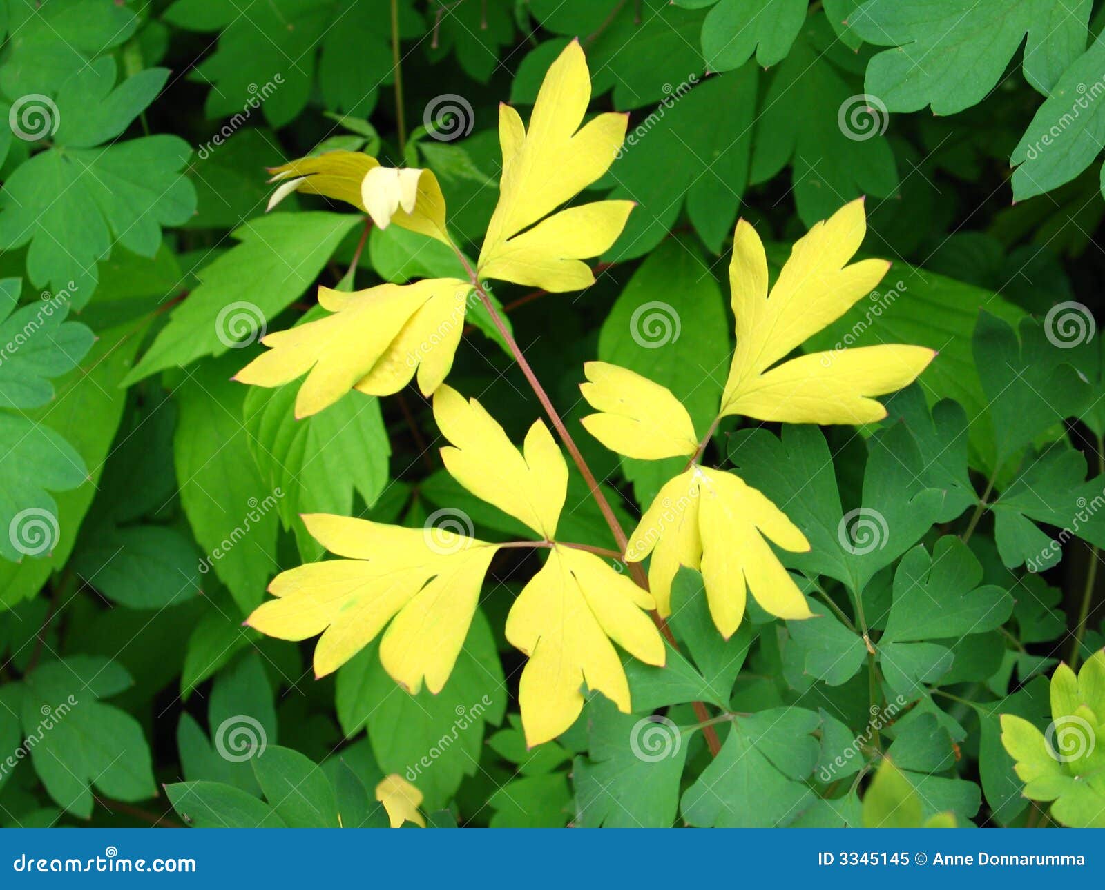 contrasting yellow leaves on green