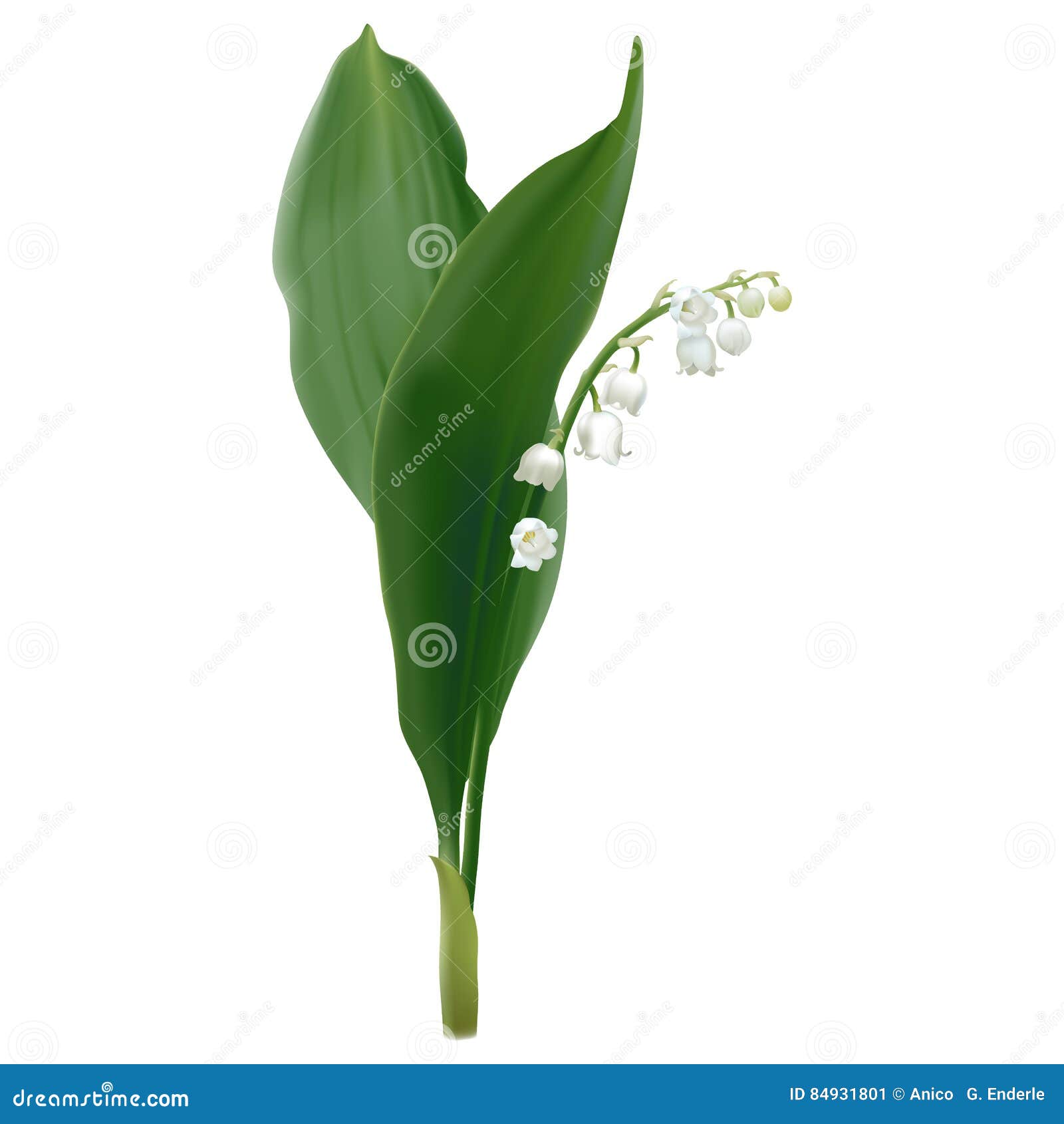 convallaria majalis - lily of the valley.