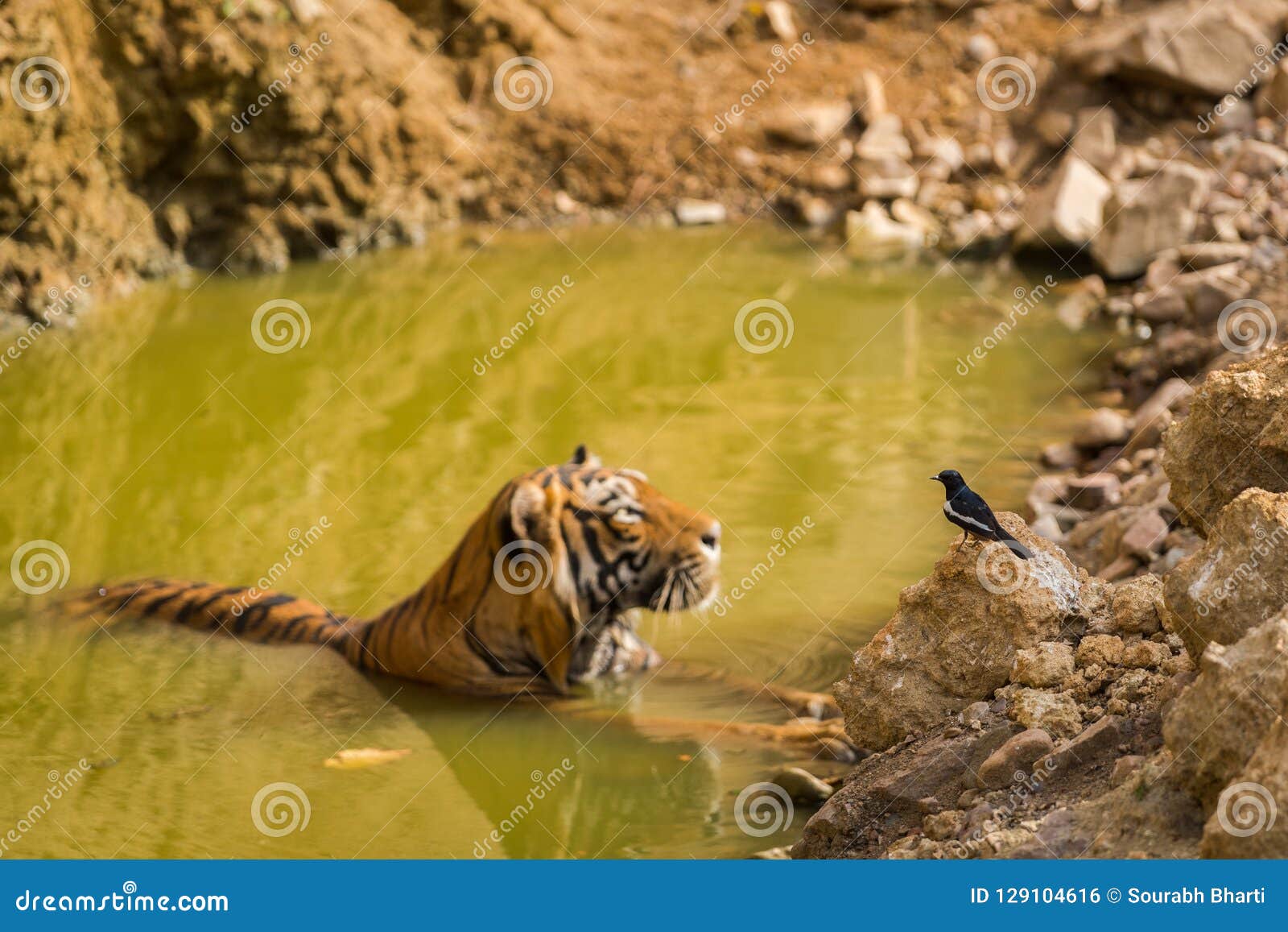 Real Neighbor National Animal of India Bengal Tiger and National Bird of  Bangladesh Oriental Magpie Robin Stock Photo - Image of evening, cubs:  129104616
