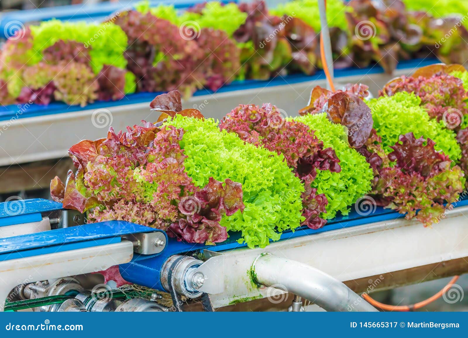 conveyor belt with fresh lollo rosso lettuce