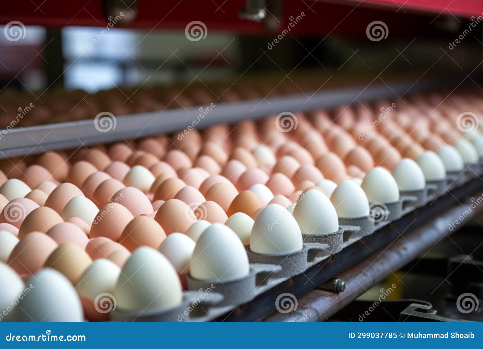 Conveyor Belt at a Poultry Farm Transporting Chicken Eggs with