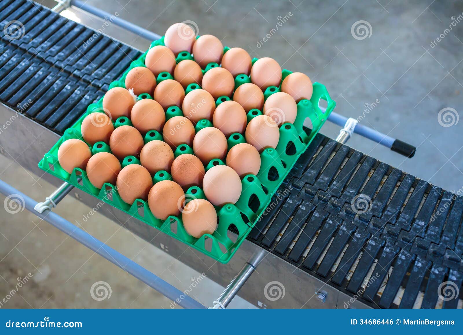 Conveyor Belt Transporting a Crate with Fresh Eggs Stock Photo Image