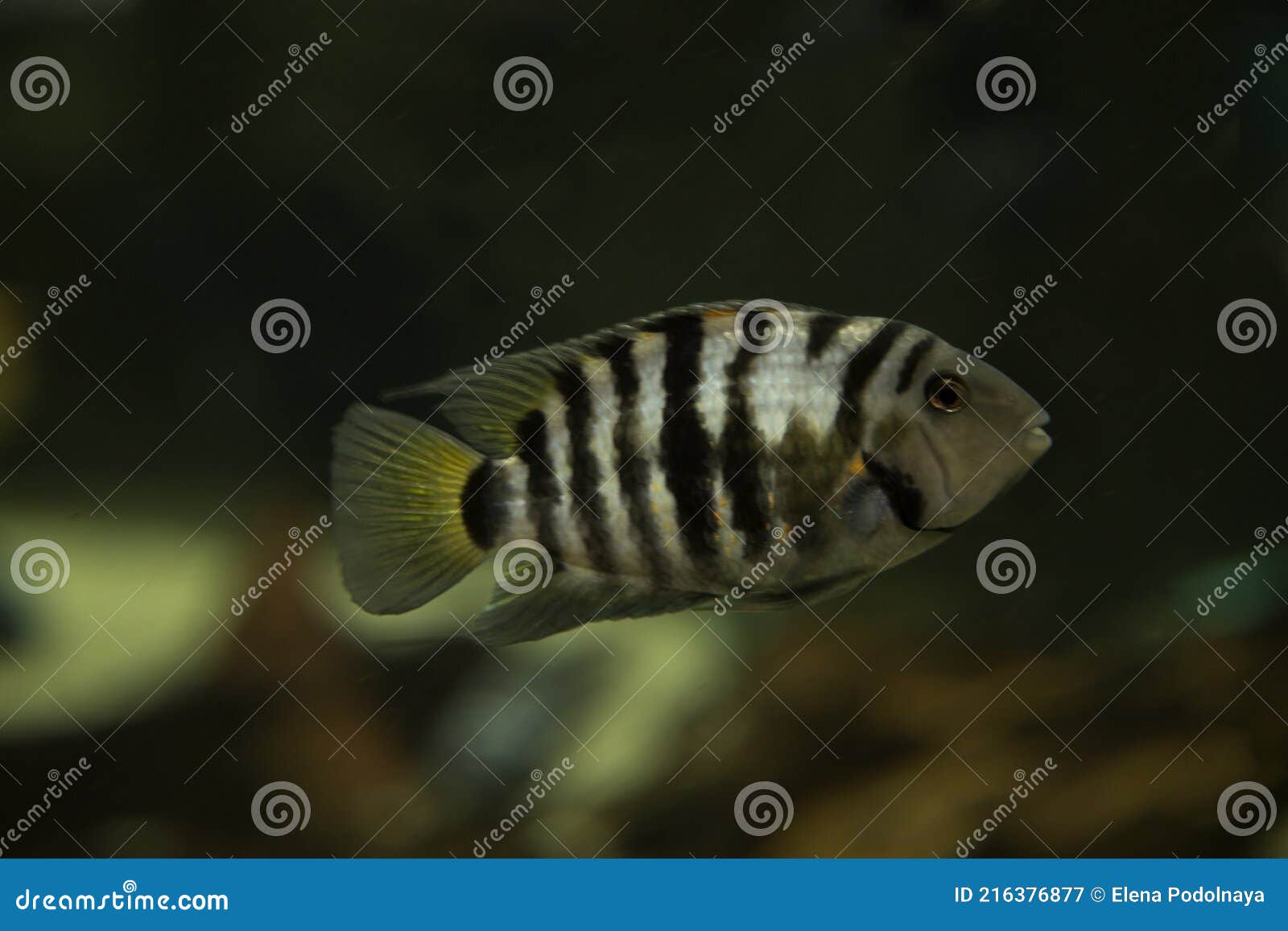 the convict cichlid amatitlania nigrofasciata.