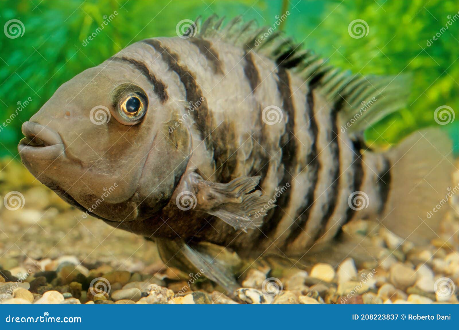 convict cichlid