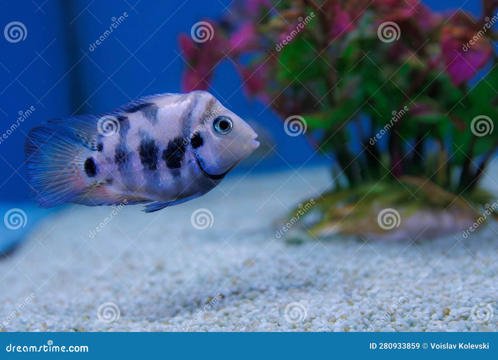 the convict cichlid fish - (amatitlania nigrofasciata)