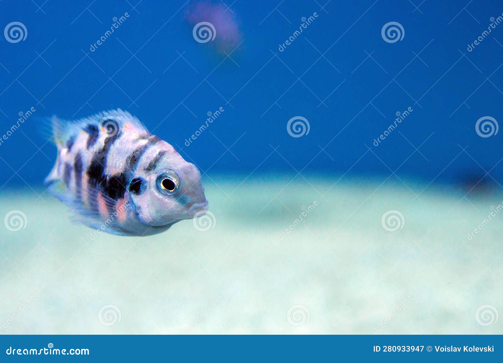 the convict cichlid fish - (amatitlania nigrofasciata)