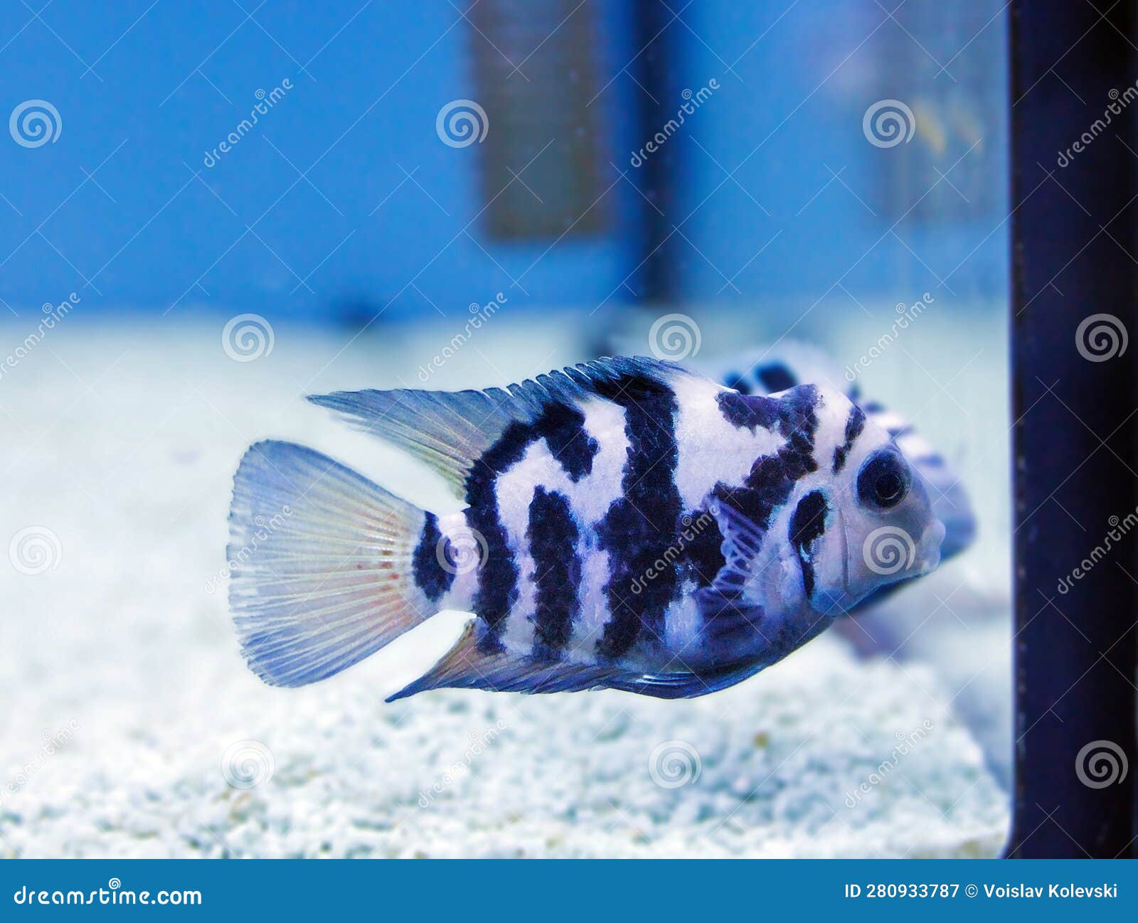 the convict cichlid fish - (amatitlania nigrofasciata)