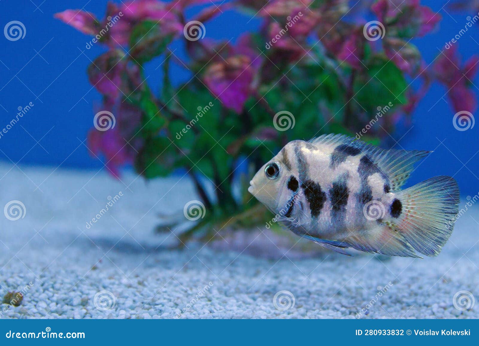 the convict cichlid fish - (amatitlania nigrofasciata)