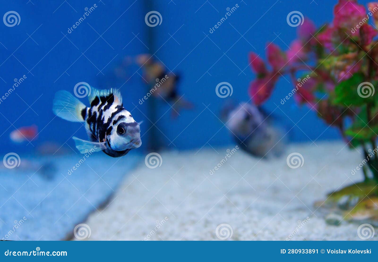 the convict cichlid fish - (amatitlania nigrofasciata)