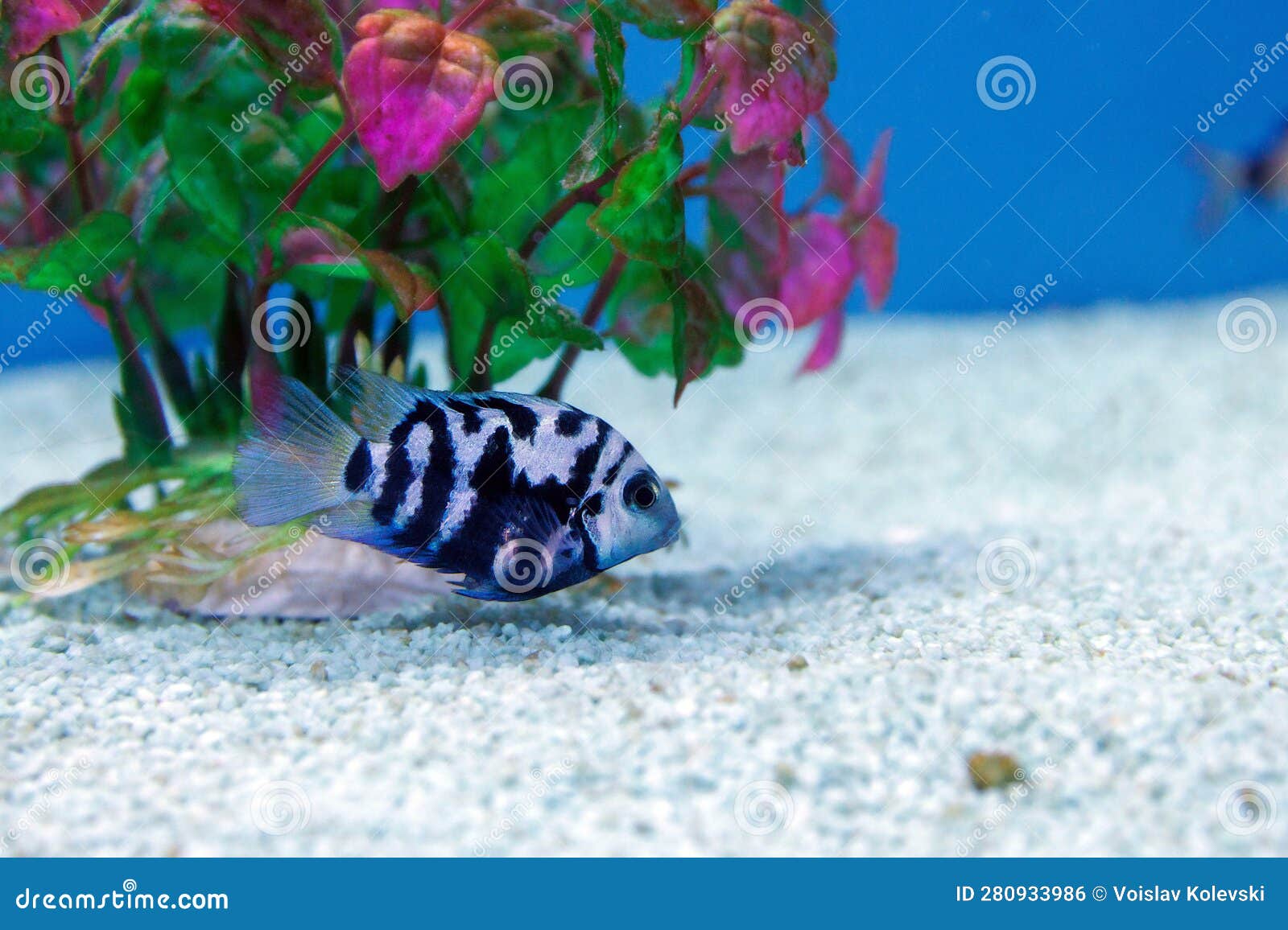 the convict cichlid fish - (amatitlania nigrofasciata)