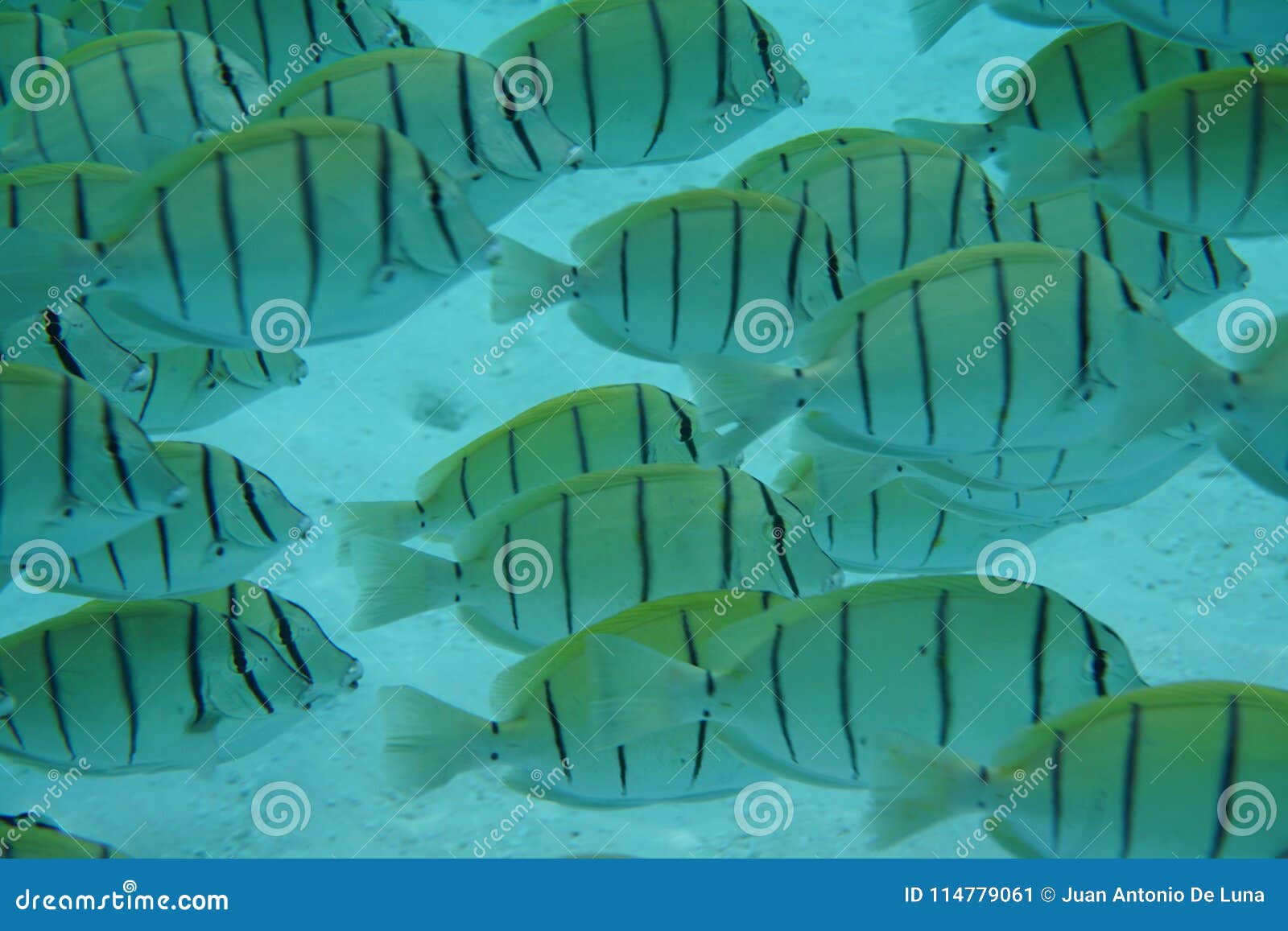 convict surgeonfish acanthurus triostegus