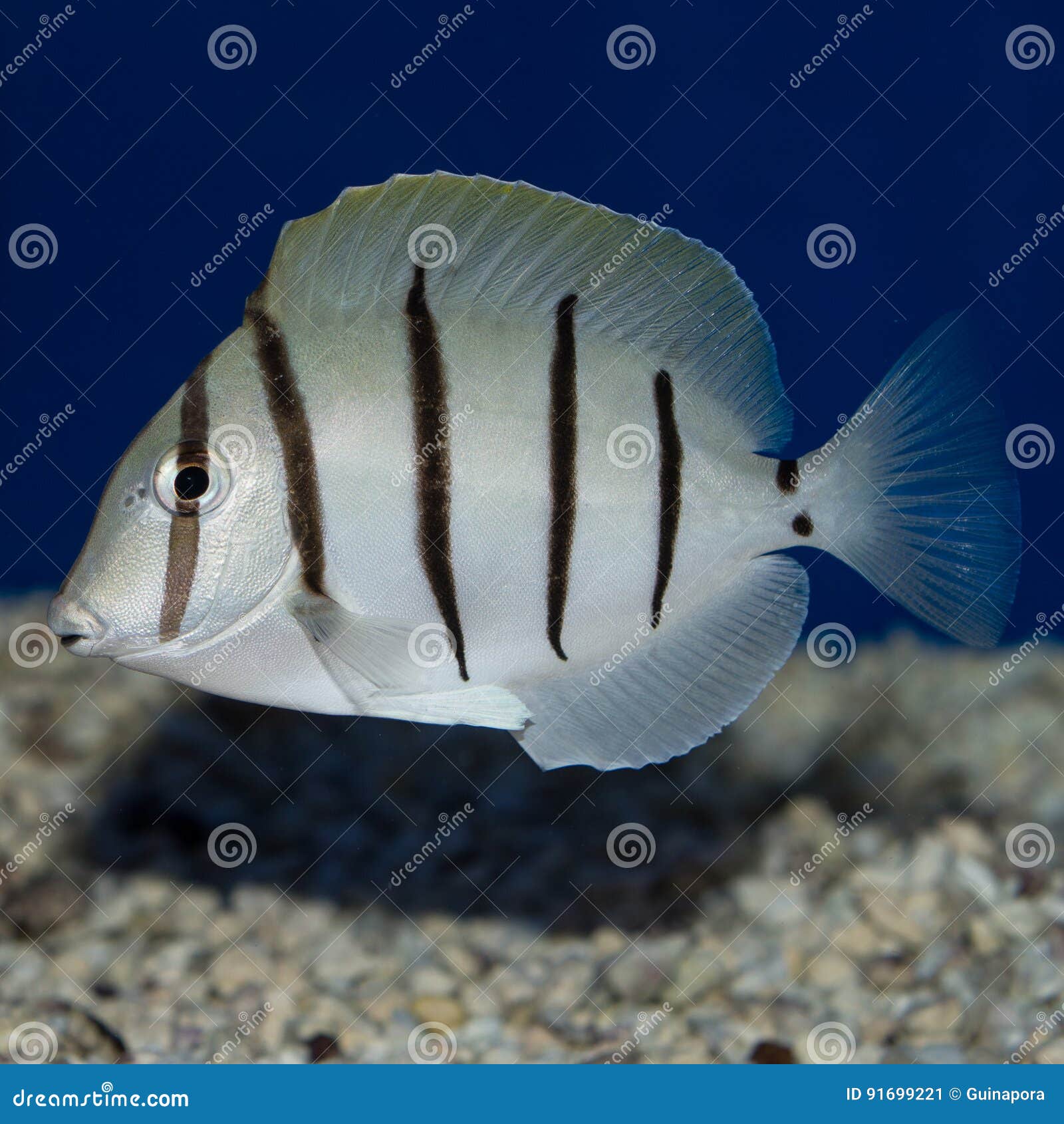 convict tang acanthurus triostegus