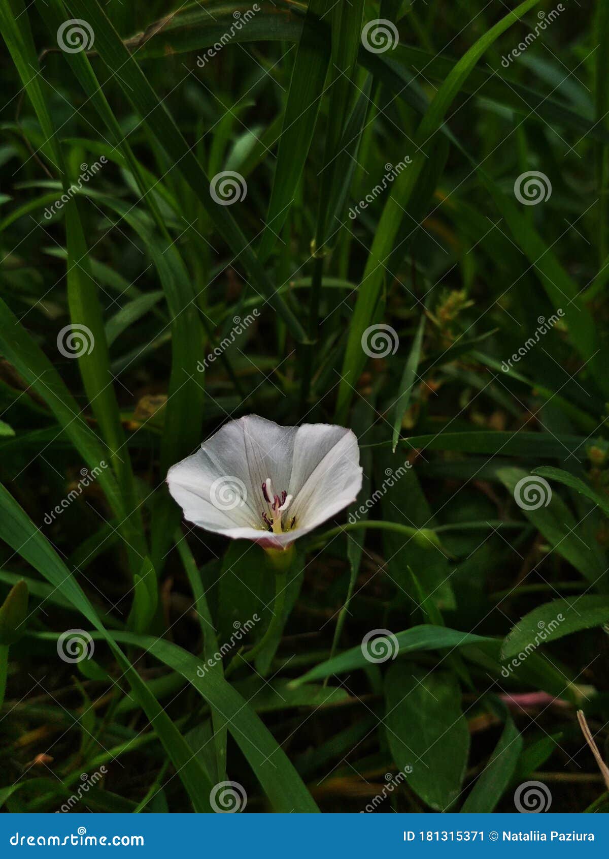 convolvulus althaeoides and fresh green grass. convolvulus cantabrica, common name cantabrican morning glory or dwarf morning glor