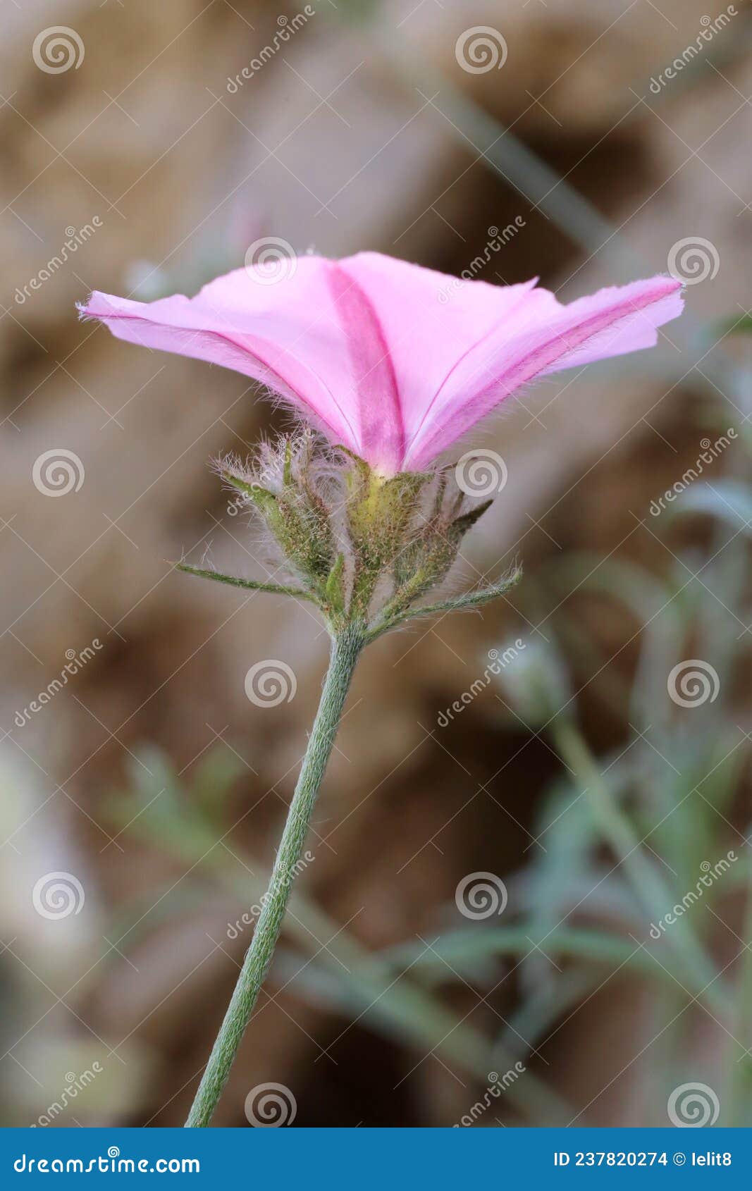 convolvulus cantabrica - wild plant shot in the spring