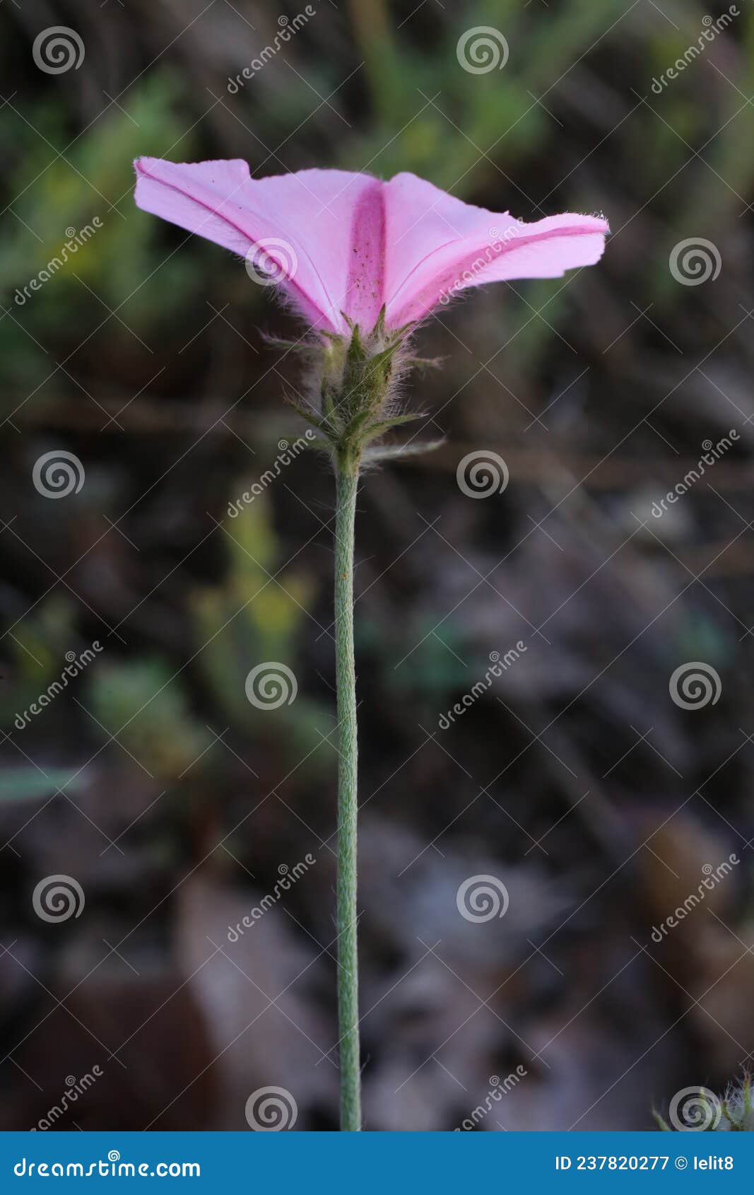 convolvulus cantabrica - wild plant shot in the spring