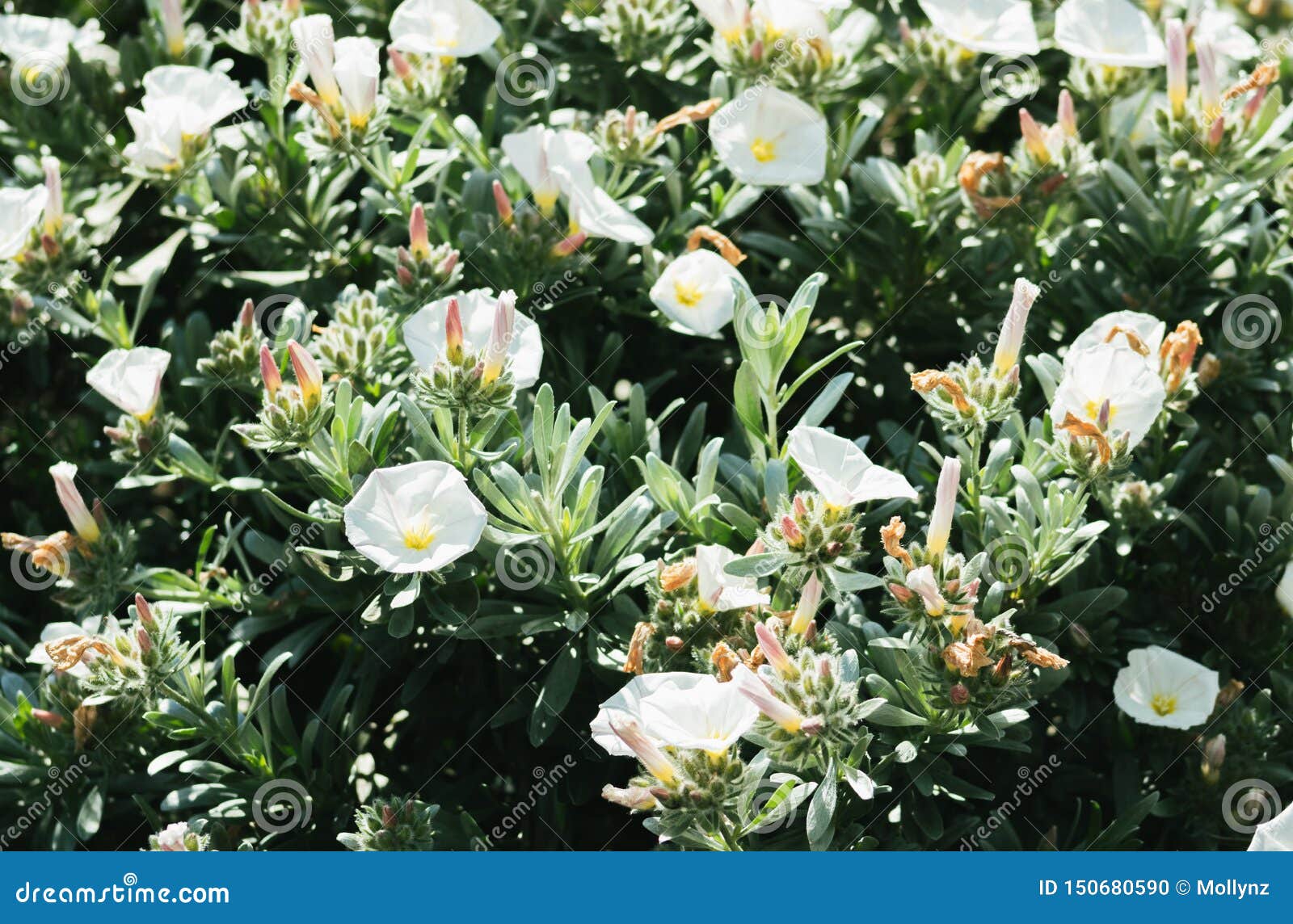 convolvulus cneorum, also known as silverbush or shrubby bindweed