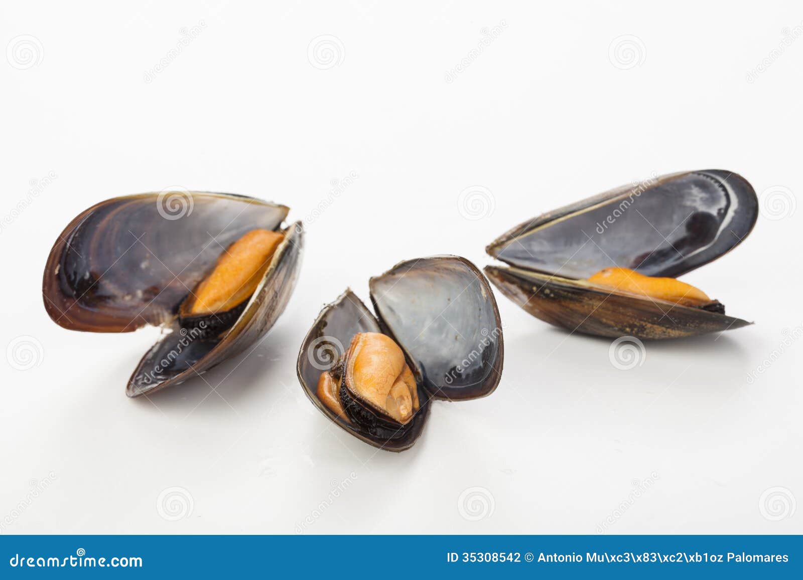 coocked mussels  over white