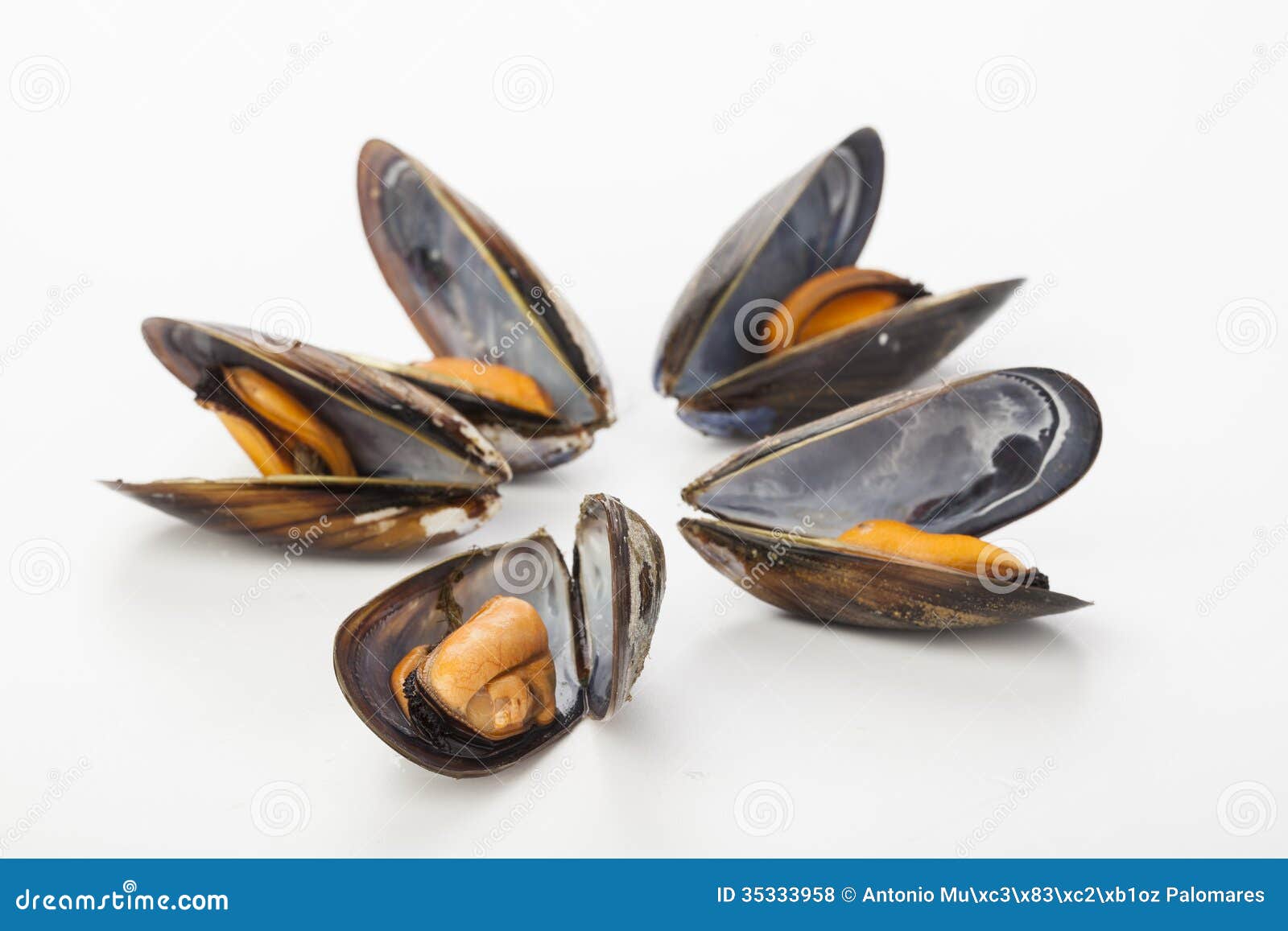coocked mussels  over white