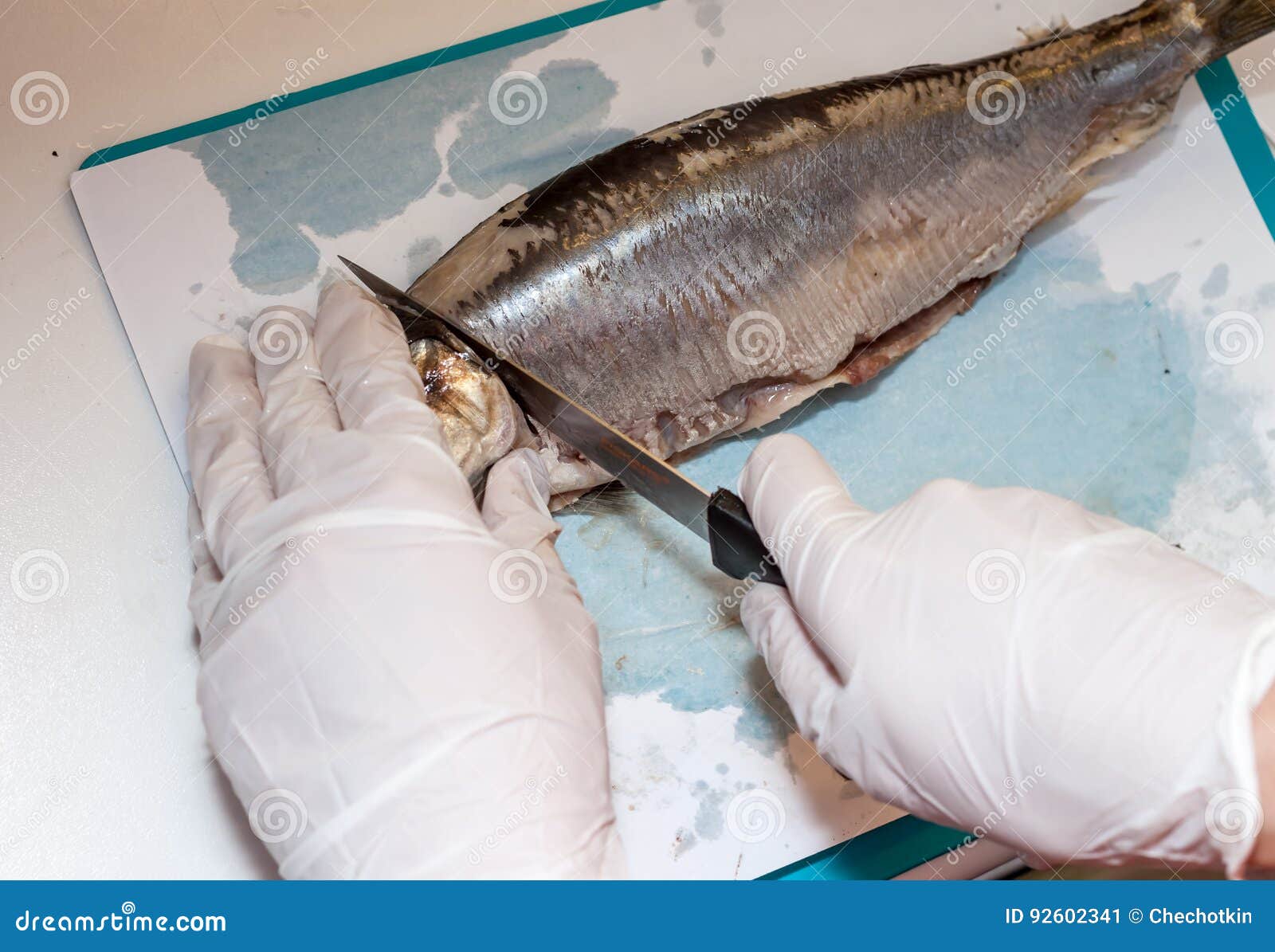 Cook Cleaning Herring Fish in the Kitchen Stock Image Image of fish