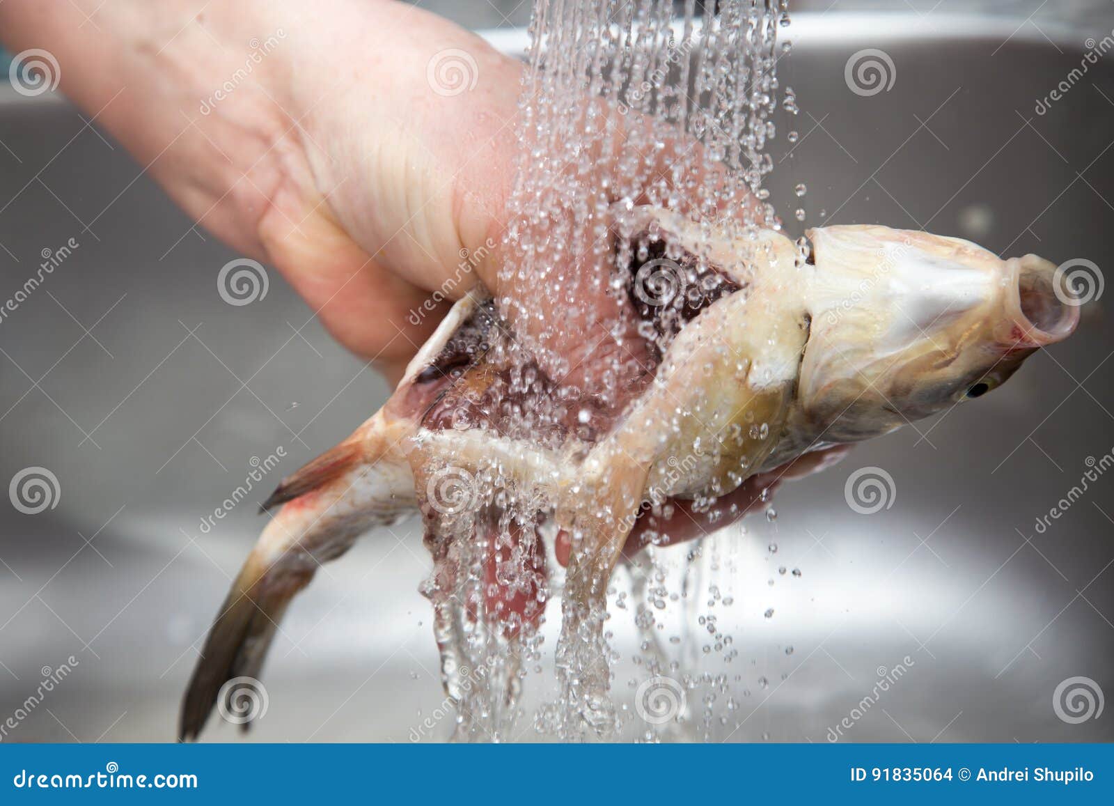 The Cook Washes the Fish in the Water Stock Photo Image of healthy