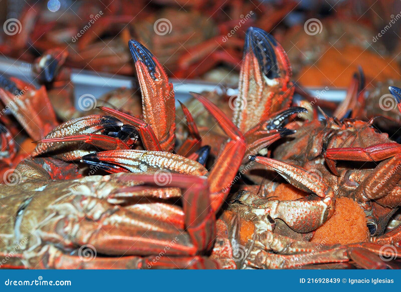 Cooked big crabs stock image. Image of delicacy, closeup 216928439