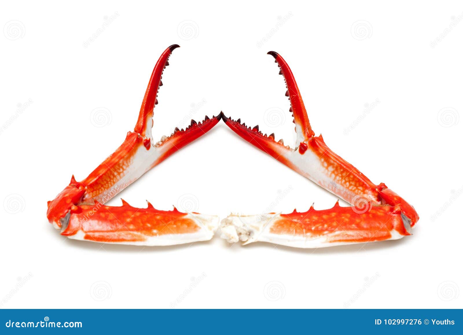 Cooked Crab Claw Isolated on White Background Stock Photo Image of