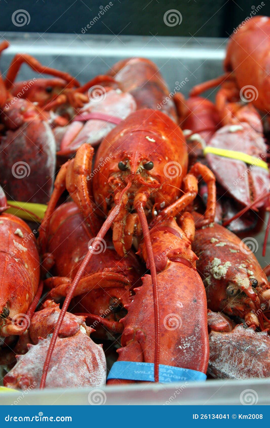 Cooked Lobster stock image. Image of cooked, ocean, dill 26134041
