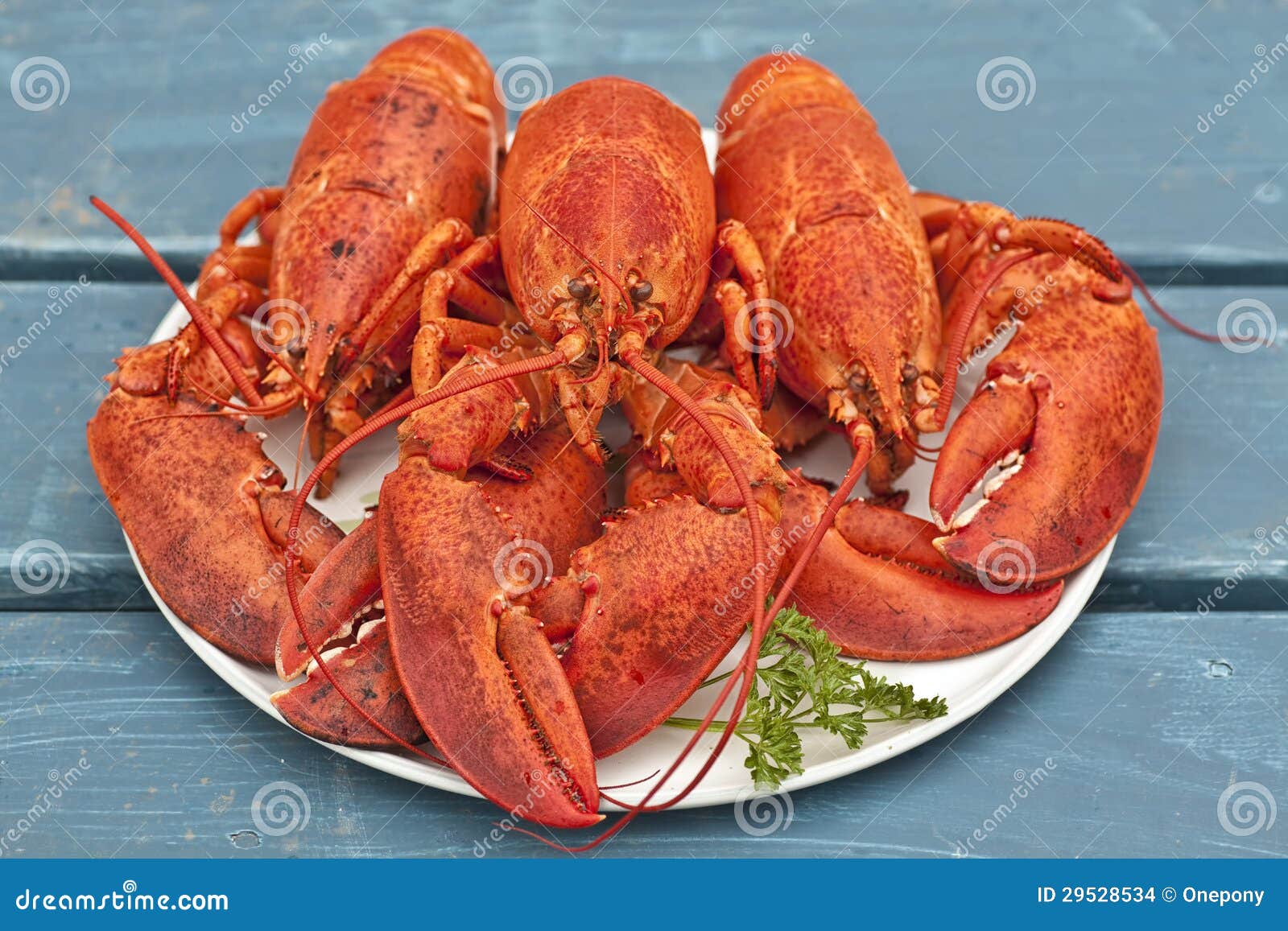 https://thumbs.dreamstime.com/z/cooked-lobster-29528534.jpg