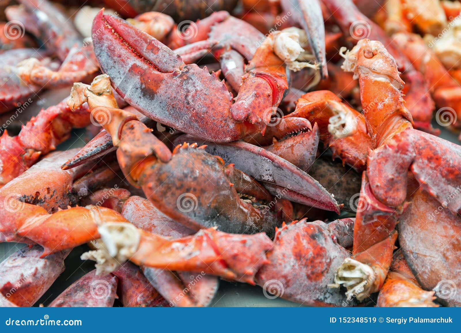Cooked Lobster Claws Closeup Background Stock Image Image of diet