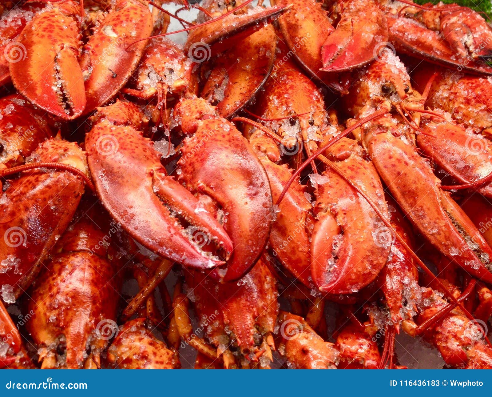 Cooked Lobsters, Sydney Fish Markets, Australia RoyaltyFree Stock