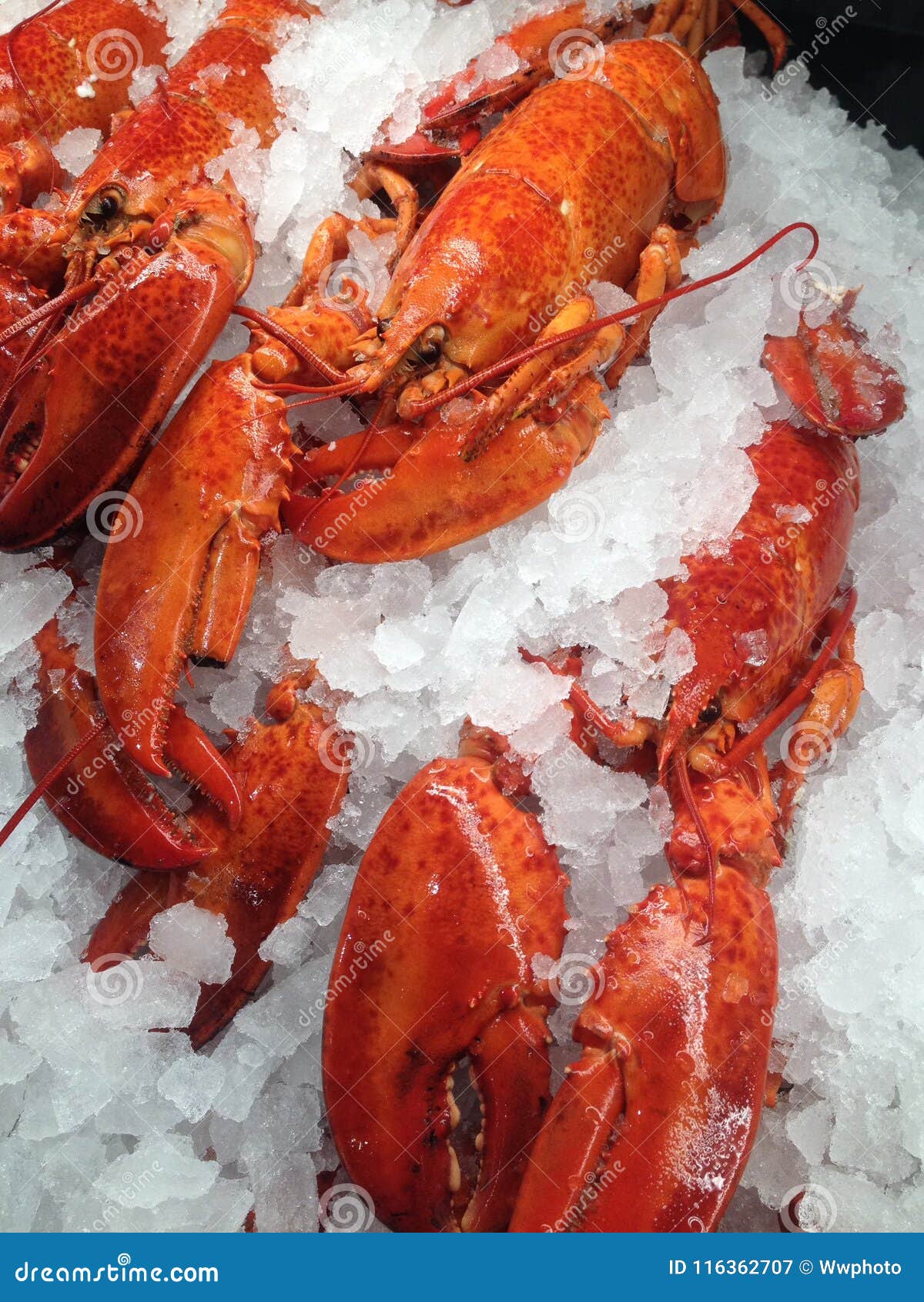 Cooked Lobsters, Sydney Fish Markets, Australia RoyaltyFree Stock