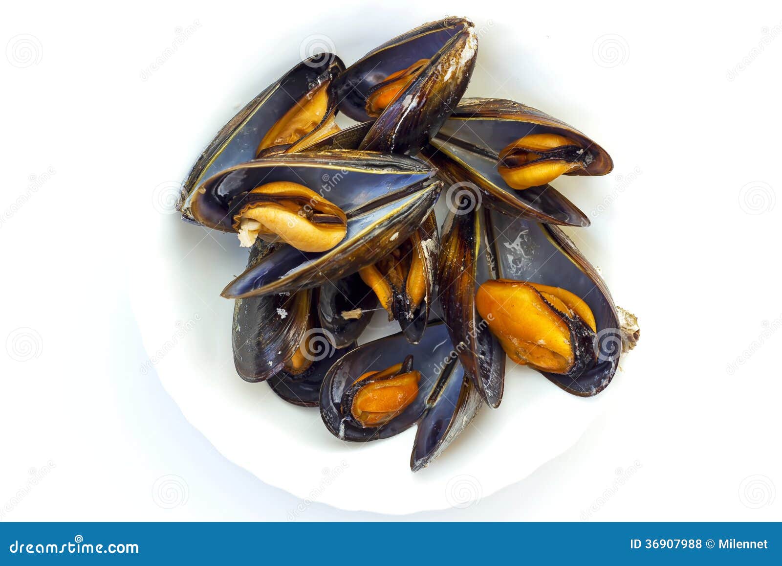 Cooked mussels stock photo. Image of nutritious, fiber 36907988