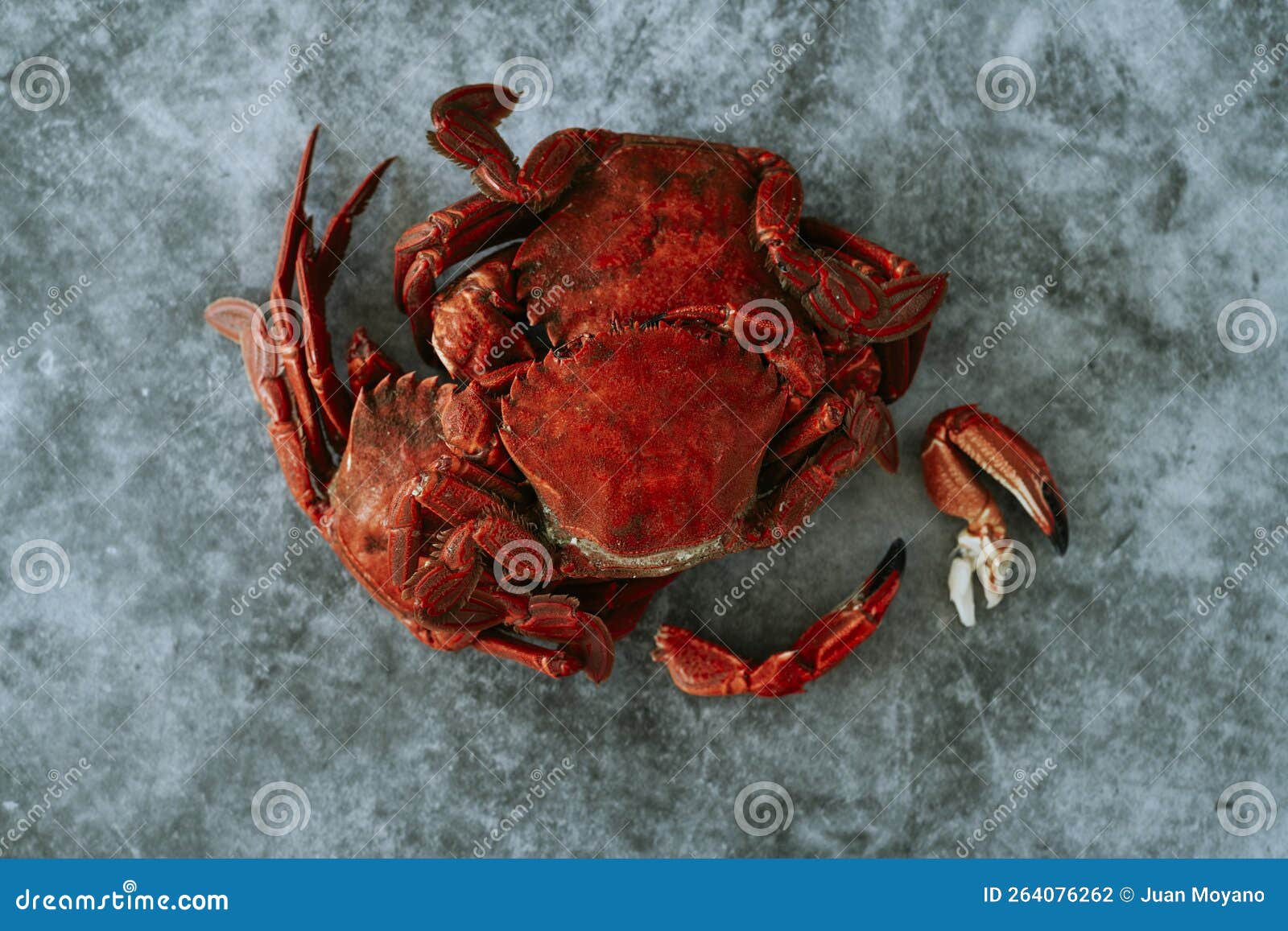 Cooked Velvet Crabs on a Gray Stone Surface Stock Photo Image of