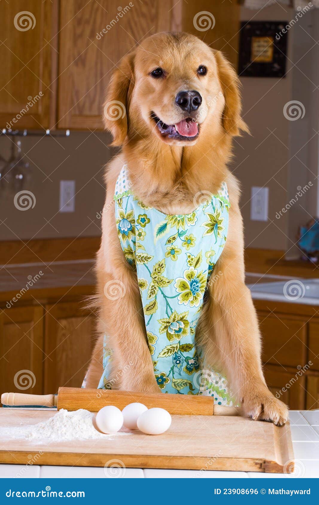 Cooking dog stock photo. Image of food, rising, recipe 23908696