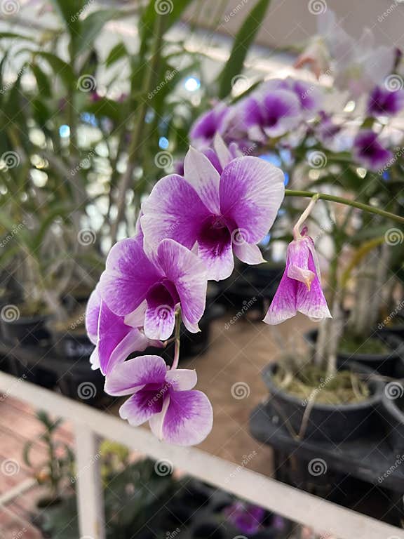 the-cooktown-orchid-is-the-floral-emblem-of-queensland-stock-photo