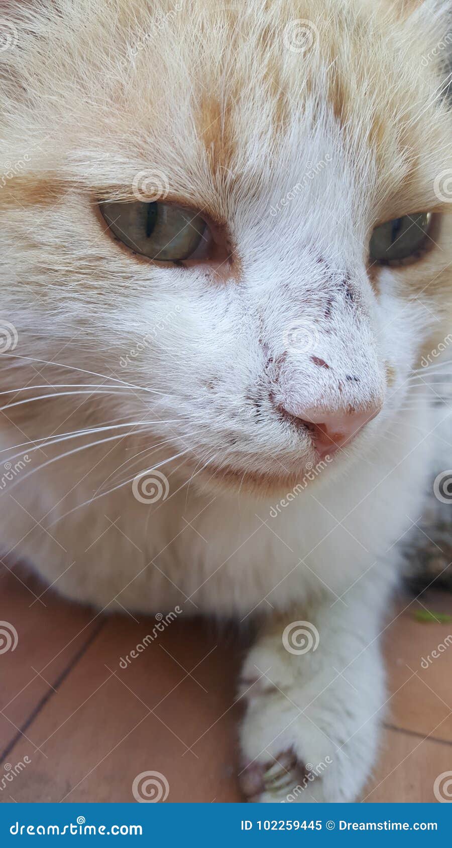 Cool Cat Download Cool Cat Download