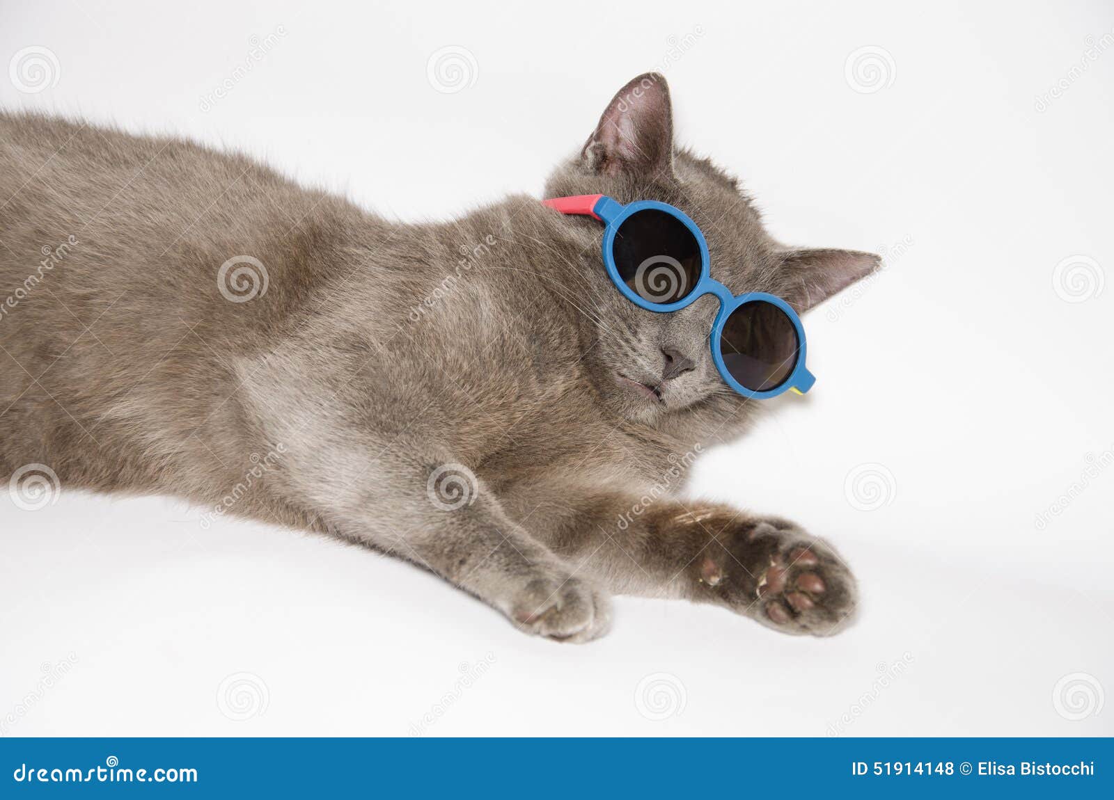 cool cat with sunglasses