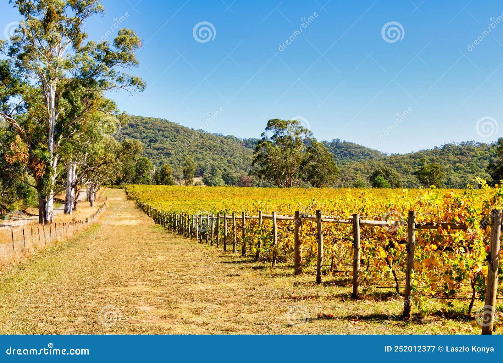 King Valley Vineyard In Australia RoyaltyFree Stock Photography