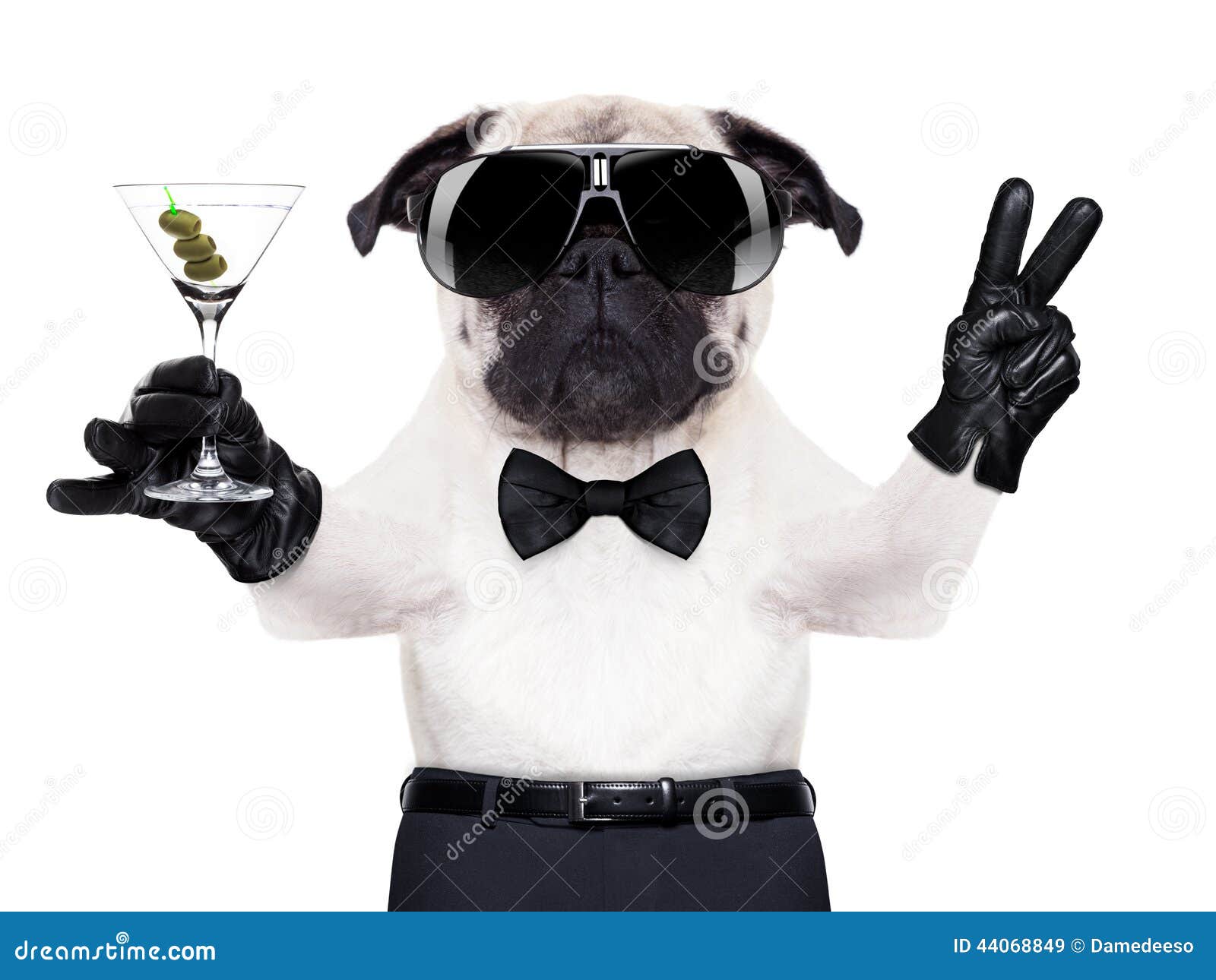 Cool Dog Peace Stock Photo - Image: 44068849