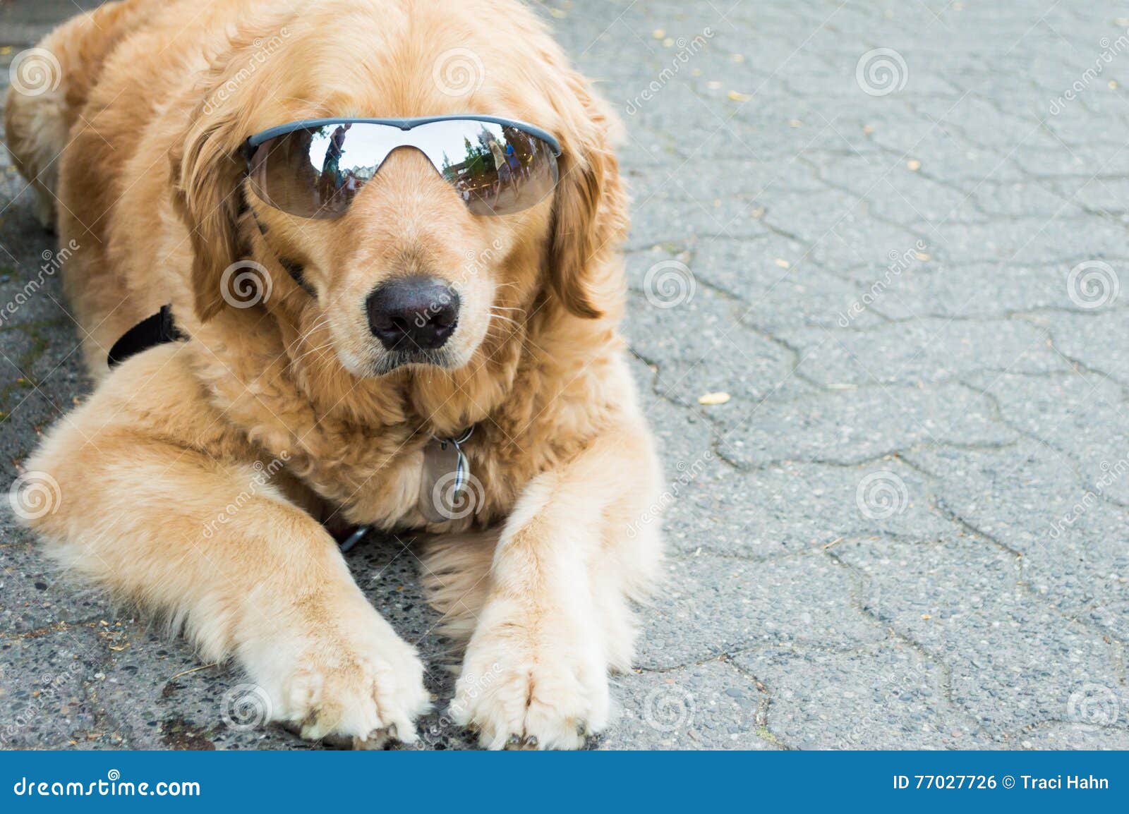 Cool Dog Wearing Sunglasses Stock Photo Image of nature, pedigree