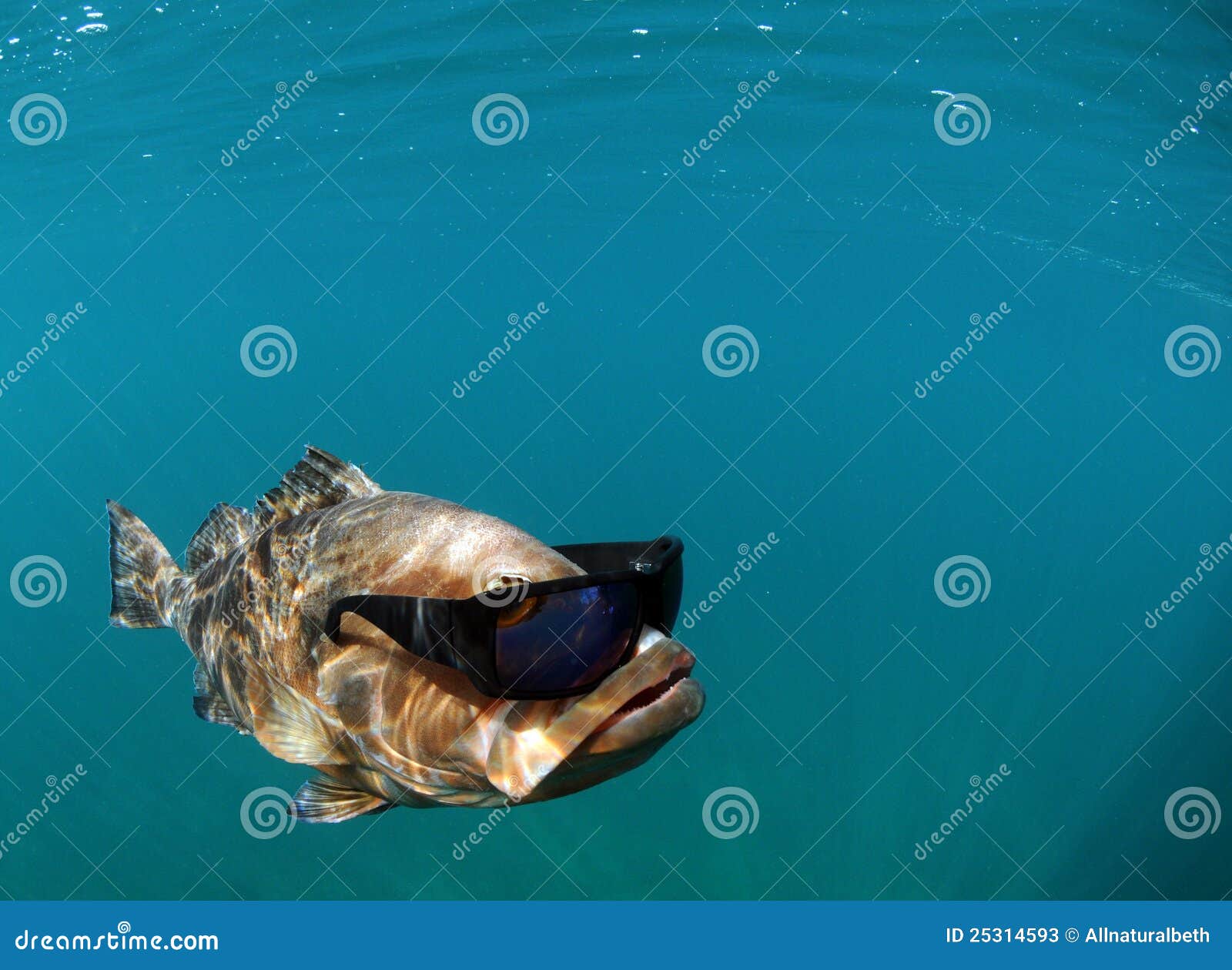 Cool Fish Wearing Sunglasses Stock Image - Image of cool, funny: 25314593