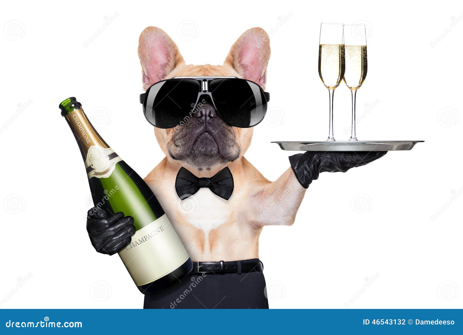 Cool Party Dog Stock Photo - Image: 46543132