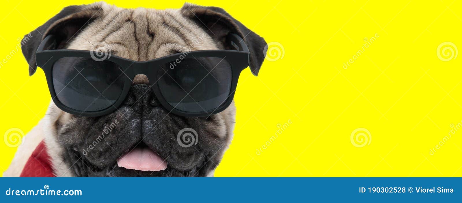 pugs shoots sunglasses