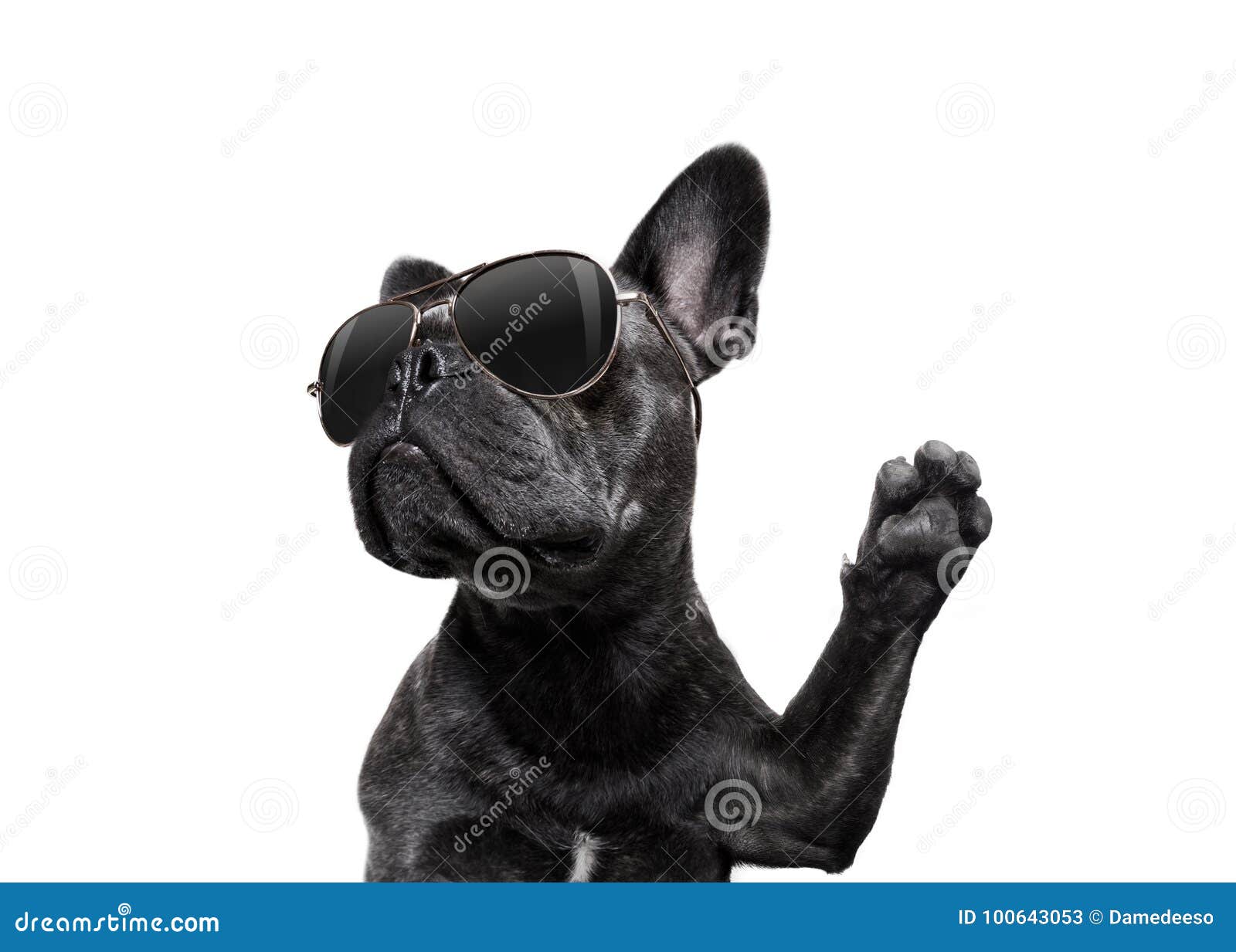 posing dog with sunglasses high five